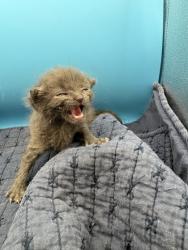 Shelter Stray Male Cat last seen Near E Oak Hill Ave, Knox County GP, TN, 3201 Division St, Knoxville, TN 37919, USA
