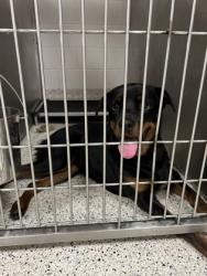 Shelter Stray Female Dog last seen Capps Ferry Rd & Whiteside Rd, Chattahoochee Hills, GA, 1251 Fulton Industrial Blvd NW, Atlanta, GA 30336, USA