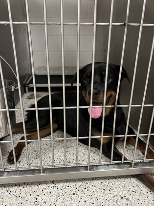 Shelter Stray Female Dog last seen Capps Ferry Rd & Whiteside Rd, Chattahoochee Hills, GA, 1251 Fulton Industrial Blvd NW, Atlanta, GA 30336, USA