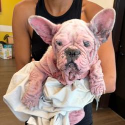 Shelter Stray Female Dog last seen Near Northwest Dr., Atlanta, GA, 1251 Fulton Industrial Blvd NW, Atlanta, GA 30336, USA