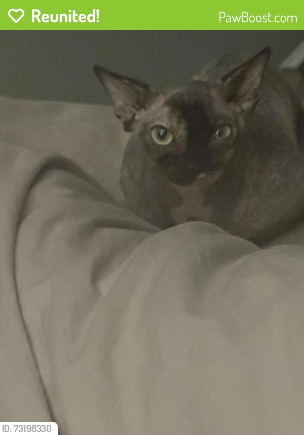 Reunited Female Cat last seen Old Homd Rd off Merrimon Ave Woodfin Area, Asheville, NC 28804
