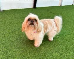 Reunited Female Dog last seen 209th, Torrance, CA 90501