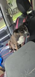 Found/Stray Female Dog last seen Near and 366, Horry County, SC 29569