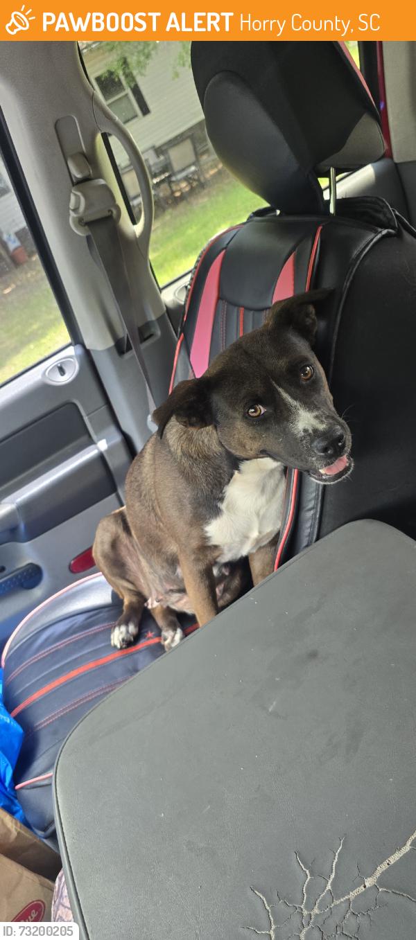 Found/Stray Female Dog last seen Near and 366, Horry County, SC 29569