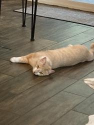 Lost Male Cat last seen Mitchell and W Roan Meadow, Boise, ID 83709
