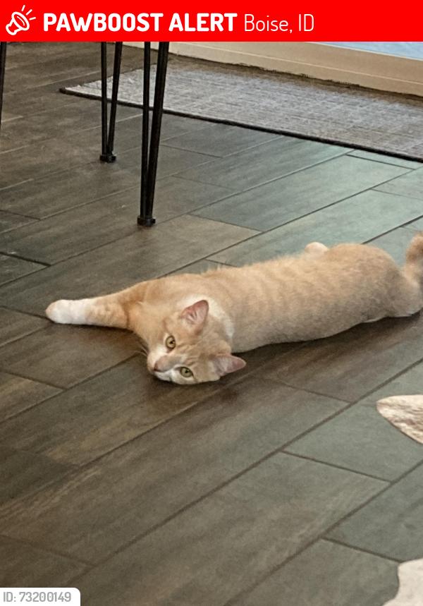 Lost Male Cat last seen Mitchell and W Roan Meadow, Boise, ID 83709
