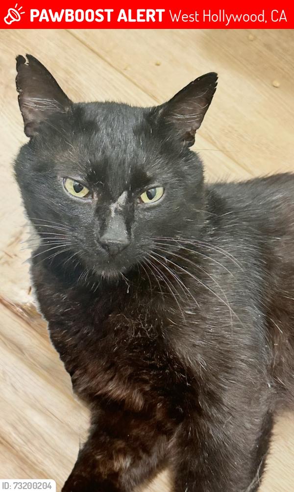 Lost Male Cat last seen Sunset Blvd, West Hollywood, CA 90046