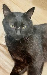 Lost Male Cat last seen Sunset Blvd, West Hollywood, CA 90046