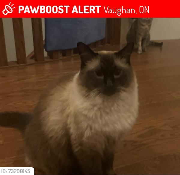 Lost Male Cat last seen Bright Land and Red tree Dr, Nocturne Ave and Red Tree Dr, Vaughan, ON 