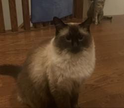 Lost Male Cat last seen Bright Land and Red tree Dr, Nocturne Ave and Red Tree Dr, Vaughan, ON 