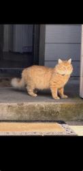 Lost Male Cat last seen Clay st, Salem, OR 97301