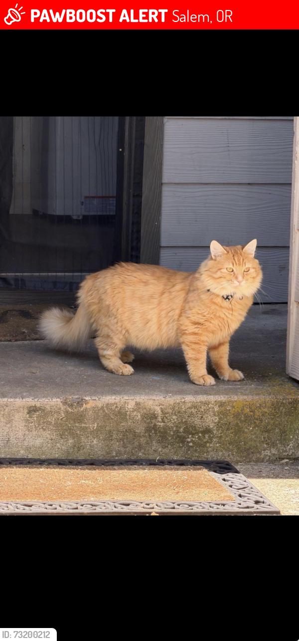 Lost Male Cat last seen Clay st, Salem, OR 97301