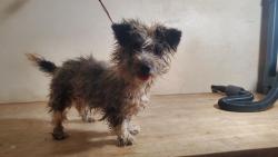 Found/Stray Male Dog last seen Triple tree terr, Victorville, CA 92392