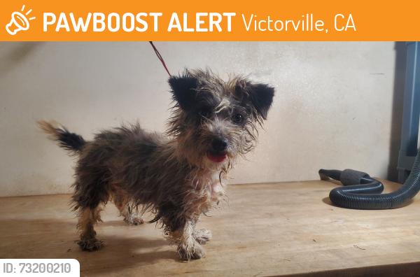 Found/Stray Male Dog last seen Triple tree terr, Victorville, CA 92392