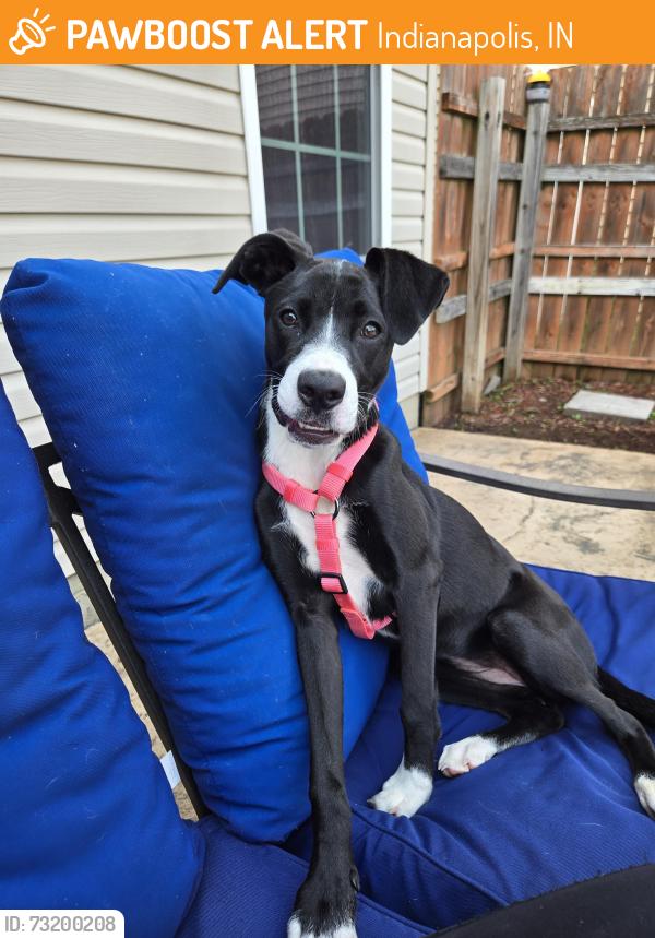 Found/Stray Female Dog last seen Belle Union Drive and Blooming Grove Drive Heartland Crossing, Indianapolis, IN 46113