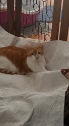 Lost Female Cat last seen Westfield Way and Kensington Rd, Halfmoon, NY 12065