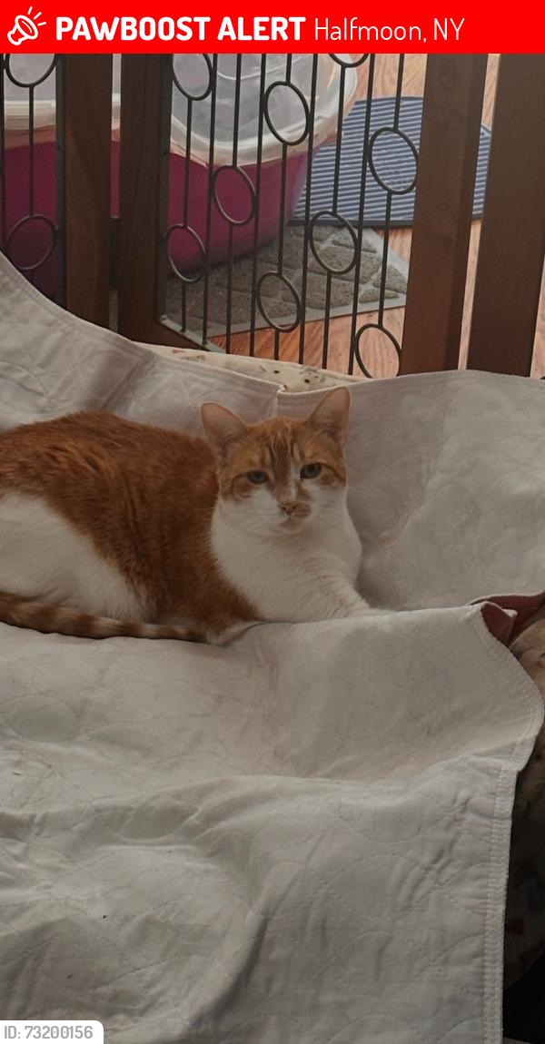 Lost Female Cat last seen Westfield Way and Kensington Rd, Halfmoon, NY 12065