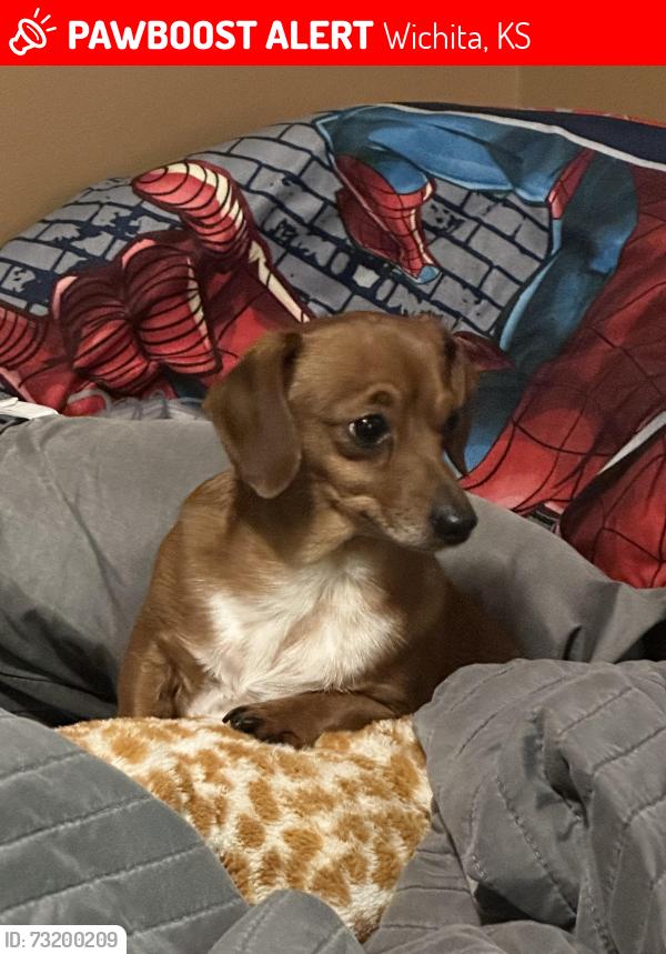 Lost Male Dog last seen Dr glen dey park, Wichita, KS 67219