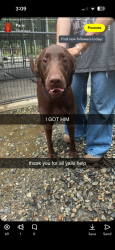 Found/Stray Male Dog last seen Near suvillian rd, Thomasville, NC 27360