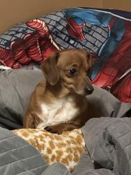Lost Male Dog last seen Dr glen dey park, Wichita, KS 67219