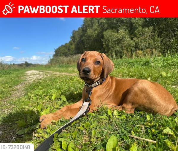 Lost Male Dog last seen Southwest ave & stockton blvd, Sacramento, CA 95824