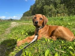 Lost Male Dog last seen Southwest ave & stockton blvd, Sacramento, CA 95824