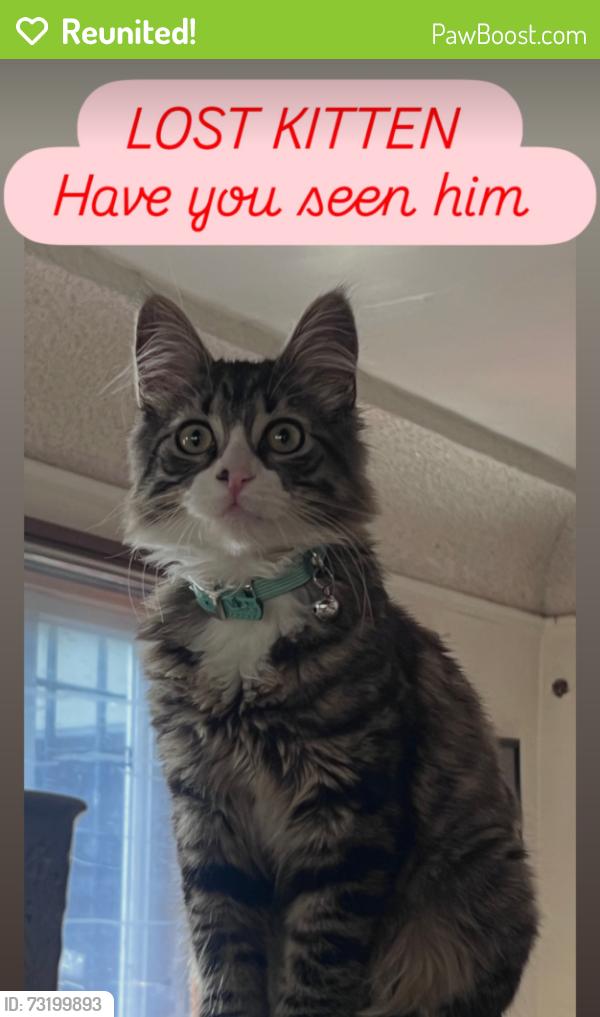 Reunited Male Cat last seen State street elementary, Huntington Park, CA 90255