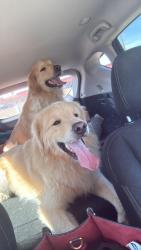 Found/Stray Male Dog last seen 15th and slide Lubbock Texas, Lubbock, TX 79416