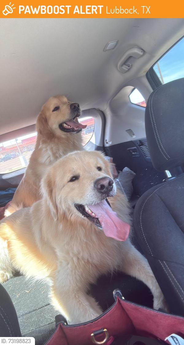 Found/Stray Male Dog last seen 15th and slide Lubbock Texas, Lubbock, TX 79416