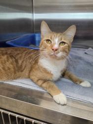 Shelter Stray Male Cat last seen Near Ridge Chapel Road, HANOVER, MD, 21076, 411 Maxwell Frye Rd, Millersville, MD 21108, USA