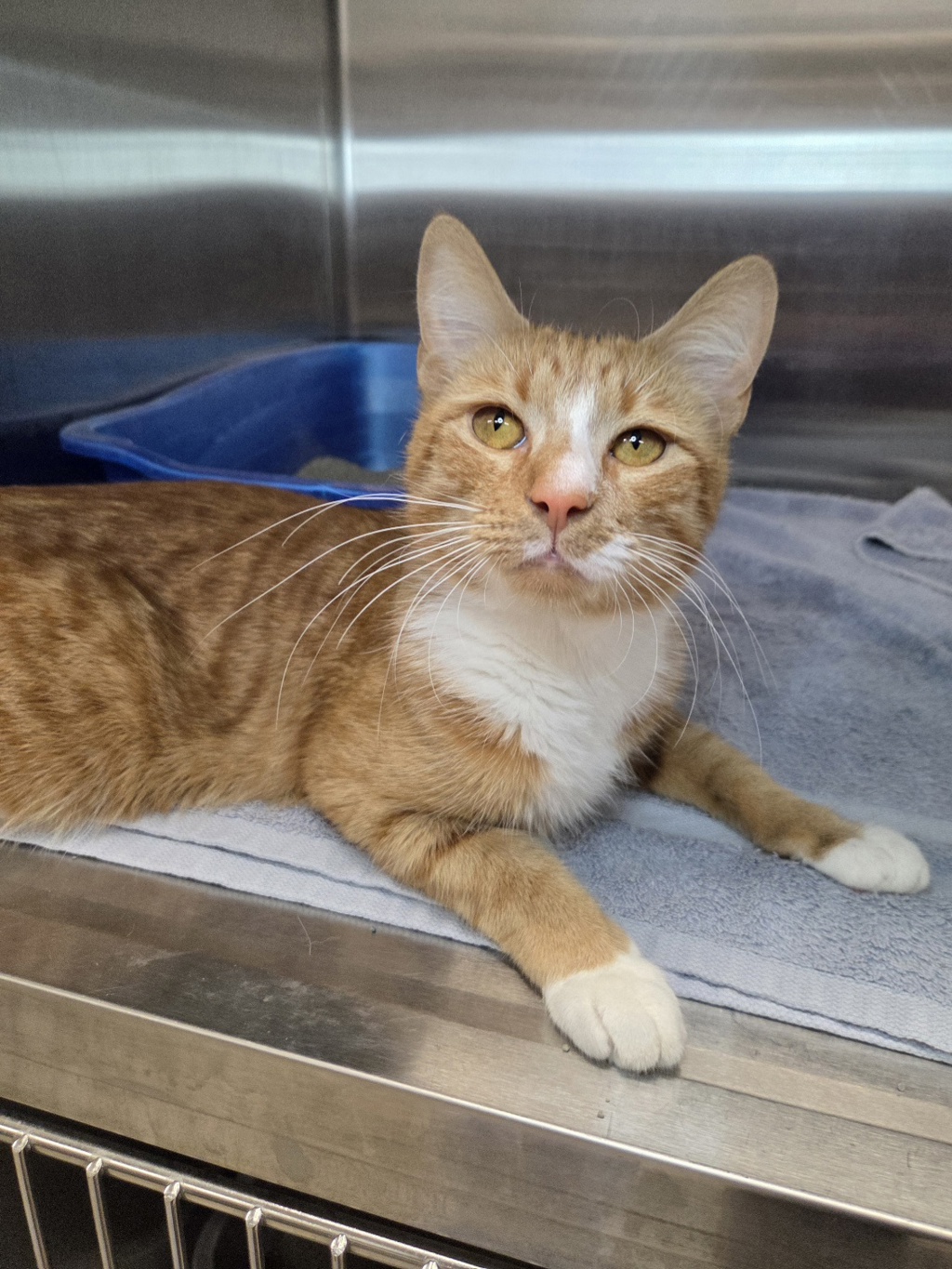 Shelter Stray Male Cat last seen Near Ridge Chapel Road, HANOVER, MD, 21076, 411 Maxwell Frye Rd, Millersville, MD 21108, USA