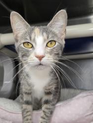 Shelter Stray Female Cat last seen Near Ridge Chapel Road, HANOVER, MD, 21076, 411 Maxwell Frye Rd, Millersville, MD 21108, USA