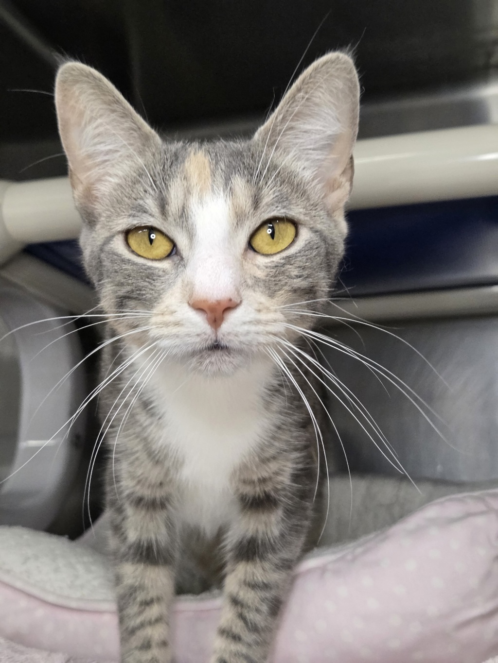 Shelter Stray Female Cat last seen Near Ridge Chapel Road, HANOVER, MD, 21076, 411 Maxwell Frye Rd, Millersville, MD 21108, USA