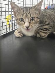 Shelter Stray Female Cat last seen Near 5th Avenue, GLEN BURNIE, MD, 21061, 411 Maxwell Frye Rd, Millersville, MD 21108, USA
