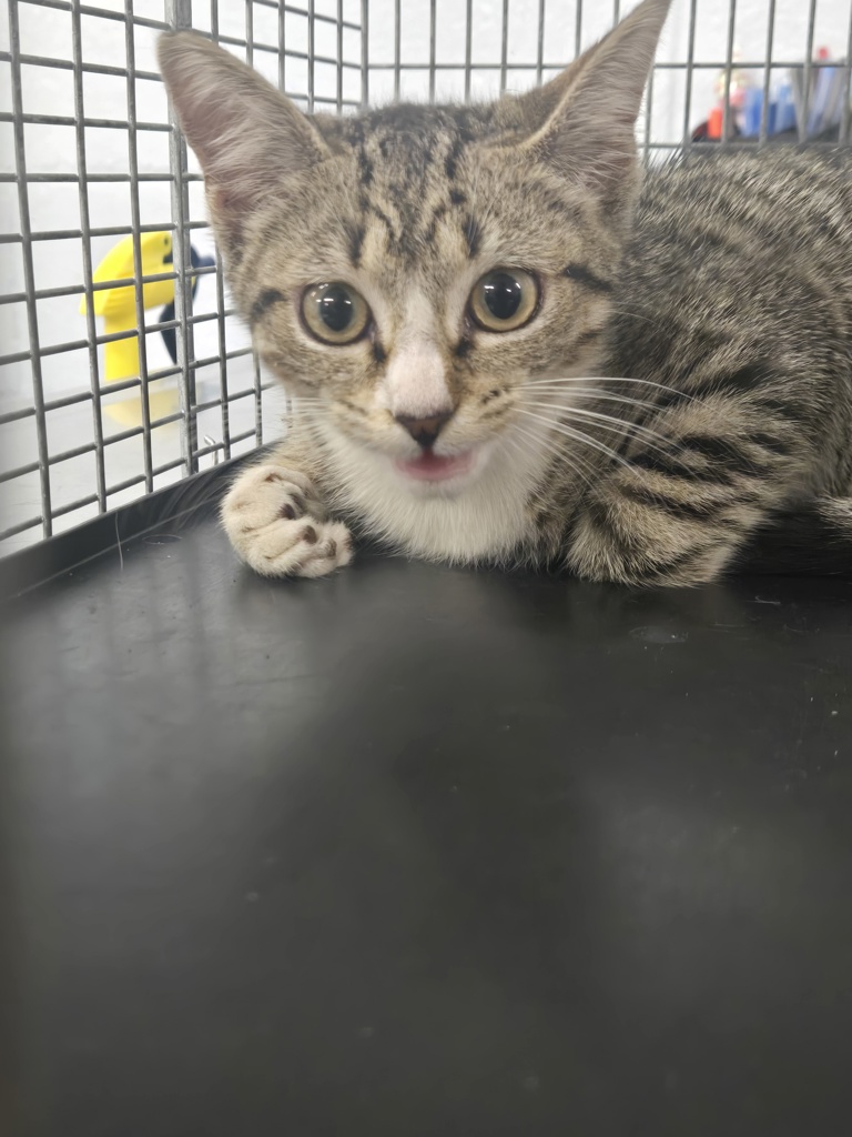 Shelter Stray Female Cat last seen Near 5th Avenue, GLEN BURNIE, MD, 21061, 411 Maxwell Frye Rd, Millersville, MD 21108, USA