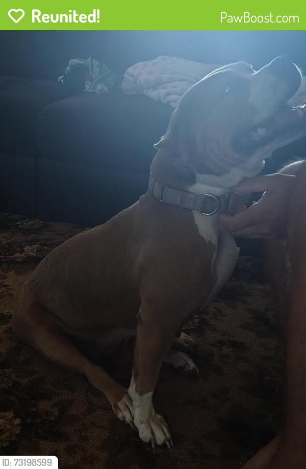 Reunited Female Dog last seen Greenwood and Montour, North Weeki Wachee, FL 34613