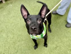 Shelter Stray Male Dog last seen E 161st Street, BRONX, NY, 10452, 326 E 110th St, New York, NY 10029, USA