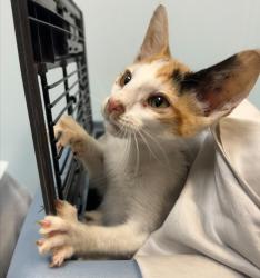 Shelter Stray Female Cat last seen Near Ballard Street, El Cajon, CA, 92019, 5500 Gaines St, San Diego, CA 92110, USA
