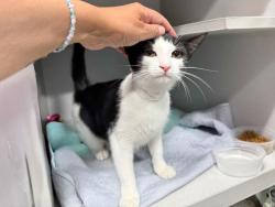 Shelter Stray Female Cat last seen found on 1st floor hallway of 217 W 62nd Street, NEW YORK, NY, 10023, 326 E 110th St, New York, NY 10029, USA