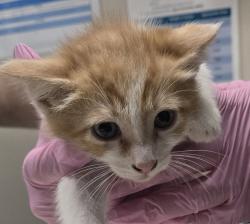 Shelter Stray Male Cat last seen Near S Anza Street, El Cajon, CA, 92020, El Cajon, CA 92020, USA