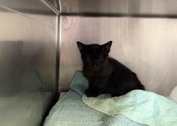 Shelter Stray Male Cat last seen Near W 140th Street, NEW YORK, NY, 10030, 326 E 110th St, New York, NY 10029, USA