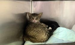 Shelter Stray Female Cat last seen Near W 140th Street, NEW YORK, NY, 10030, 326 E 110th St, New York, NY 10029, USA