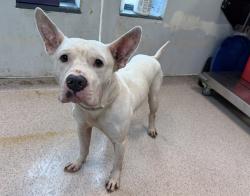 Shelter Stray Male Dog last seen Apt 1d,740 kelly Street, BRONX, NY, 10459, 326 E 110th St, New York, NY 10029, USA