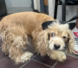 Shelter Stray Male Dog last seen N/a, NEW YORK, NY, 10029, 326 E 110th St, New York, NY 10029, USA