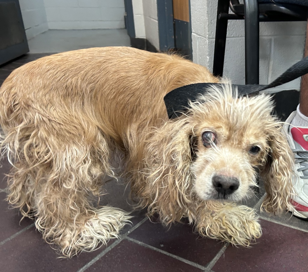 Shelter Stray Male Dog last seen N/a, NEW YORK, NY, 10029, 326 E 110th St, New York, NY 10029, USA
