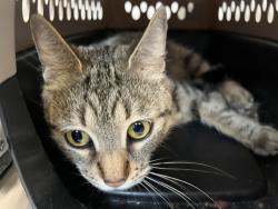 Shelter Stray Female Cat last seen abandoned in carrier in Devoe Park, BRONX, NY, 10468, 326 E 110th St, New York, NY 10029, USA