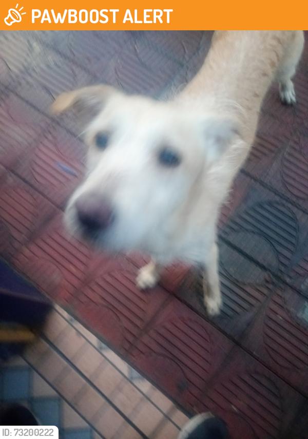 Found/Stray Male Dog last seen Rua Vitoriano de Oliveira, Jardim Mitsutani, SP 05791-280