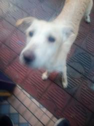 Found/Stray Male Dog last seen Rua Vitoriano de Oliveira, Jardim Mitsutani, SP 05791-280