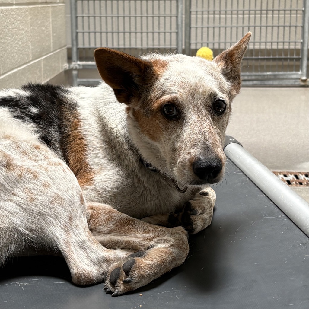 Shelter Stray Male Dog last seen Near W 900 S, SALT LAKE CITY, UT, 84104, 511 W 3900 S, Salt Lake City, UT 84123, USA