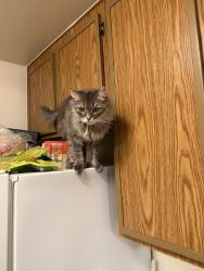 Lost Female Cat last seen Near gas station, San Diego, CA 92126